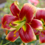 Лилия Рэд Морнинг (1шт)