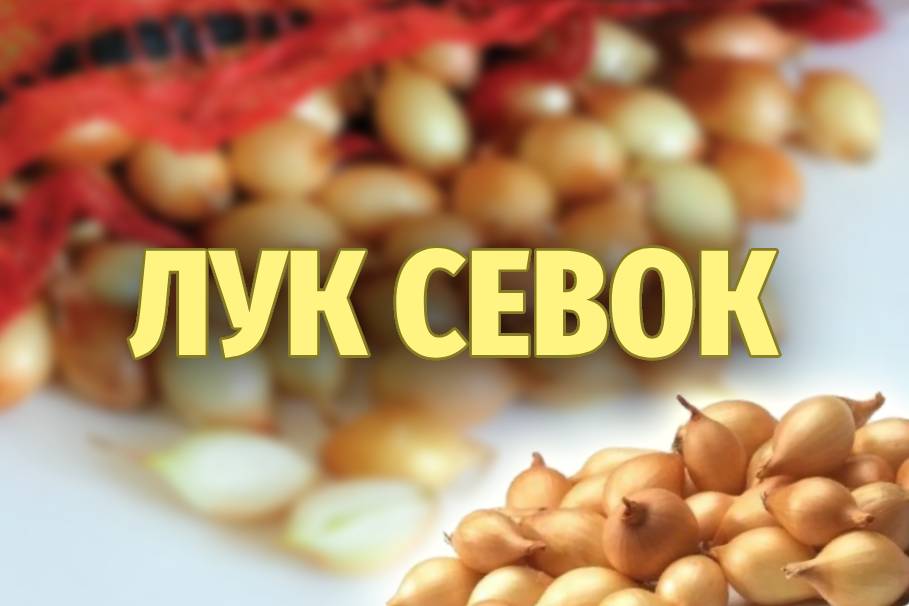 Озимый лук севок