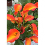 Калла Орания (1шт) 7193