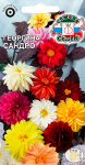 Георгина Сандро (смесь цветов с коричневыми листьями)