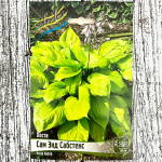 Хоста САМ ЭНД САБСТЕНС