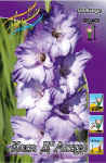 Gladiolus Cote D'azur