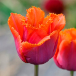 Тюльпан Тюльпан Лувр Оранж (1шт)