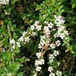 Кизильник Даммера 4957