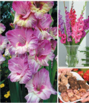 Гладиолус Эндрю (1шт)