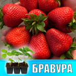 Земляника (Клубника) Бравура в кассете