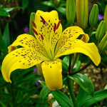 Лилия Йеллоу Брюсе (1шт) 5391