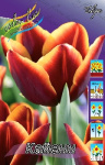 Тюльпан Кайен (1шт) 2681 (10)