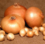 лук Севок Стенфилд Штуттгартер Голландия