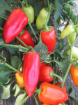 Перец сладкий Мини Италия красный 5шт