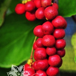 Лимонник китайский Садовый №1 5665