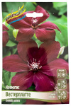 Клематис ВЕСТЕРПЛАТТЕ (2 группа обрезки)