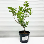 Крыжовник Родник