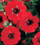 Лапчатка Гибсонс Скарлет (в упаковке 2шт) цена за 2шт