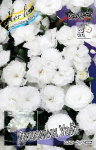 Dianthus Dinamic White