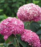Гортензия древовидная Пинк Аннабелль