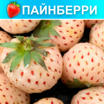 Земляника (Клубника) Пайнберри в стаканчике