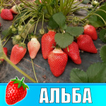 Земляника (Клубника) Альба в стаканчике