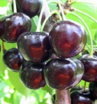 Черешня Ипуть (С7)