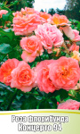 Роза Концерто 94 флорибунда (С4)