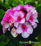 Пеларгония Герань Звезда Подмосковья + 782571
