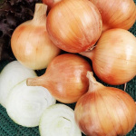 лук Севок Коррадо Голландия