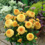 Потгеоргина Гэллери Вермеер (1шт) 395