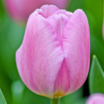 Тюльпан Синаедо Амор (1шт)