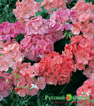 Пеларгония Герань Райпл смесь