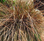 Осока Петри (3шт) 4528