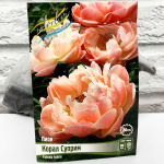 Пион КОРАЛ СУПРИМ