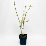 Дерен белый Сибирика Вариегата 