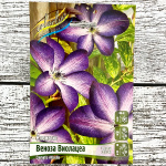 Клематис ВЕНОЗА ВИОЛАЦЕА