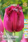 Тюльпан Сан Кристина (1шт)