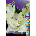 Лилия Ароза Джуел (1шт) 2824