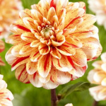 Георгина Стрипед Нагано (1шт) D-014