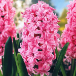 Гиацинт Розетте (1шт) 