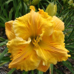 Лилейник Бас Релиф (1шт) 5544