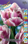Тюльпан Мелроуз (1шт) 2483