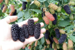 Ежевика Карака Блэк