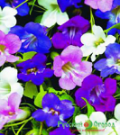 Азарина смесь 12шт. 731003