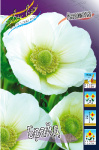 Anemone coronaria Bride