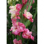 Гладиолус Учо 1шт 2971