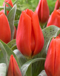 Тюльпан Джиант Оранж Санрайз (1шт)