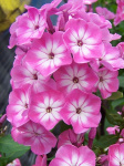 Флокс Анастасия (5шт) 3227