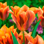 Тюльпан Артист (1шт)