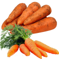 Морковь Морковь