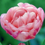 Тюльпан Хэппи Апстар (1шт) 2454