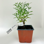 Перовския Блю Спайр Blue Spire