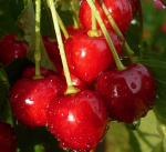 Черешня Ревна